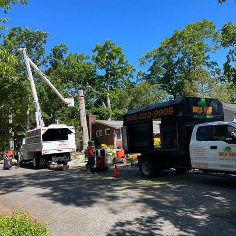 Martinez Tree Service LLC: Service Image-9 Martinez Tree Service LLC: Service Image-9