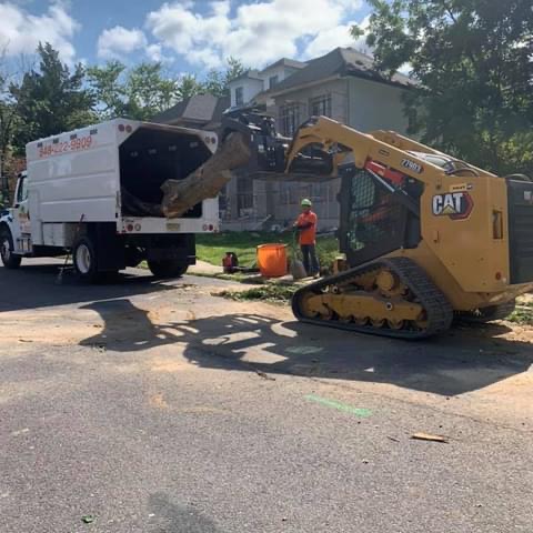 Martinez Tree Service LLC: Service Image-10 Martinez Tree Service LLC: Service Image-10