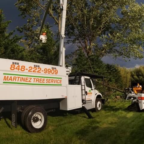 Martinez Tree Service LLC: Service Image-2 Martinez Tree Service LLC: Service Image-2