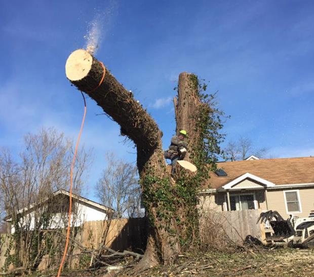 Martinez Tree Service LLC: Service Image-5 Martinez Tree Service LLC: Service Image-5