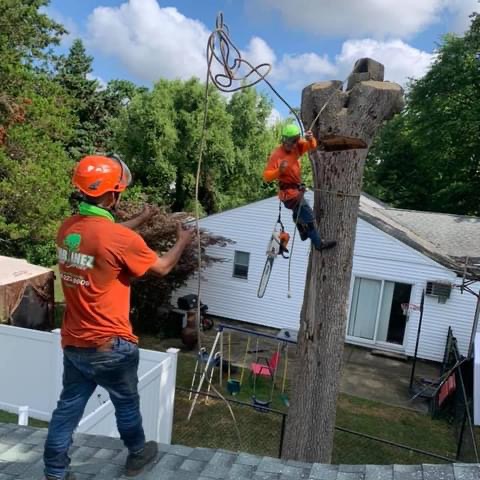 Martinez Tree Service LLC: Service Image-6 Martinez Tree Service LLC: Service Image-6
