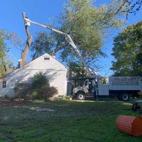 Martinez Tree Service LLC: Service Image-7 Martinez Tree Service LLC: Service Image-7