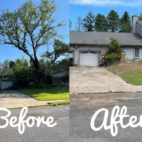 Martinez Tree Service LLC: Service Image-8 Martinez Tree Service LLC: Service Image-8