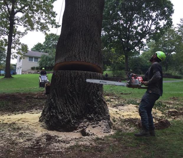 Martinez Tree Service LLC: Service Image-0 Martinez Tree Service LLC: Service Image-0